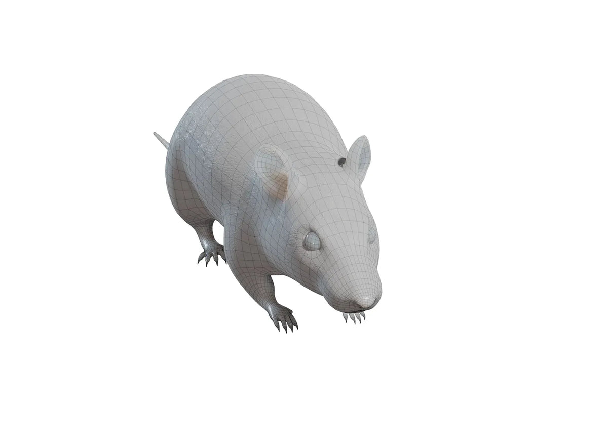 Cheeky Rat (designer photo)