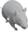 Cheeky Rat (designer photo)