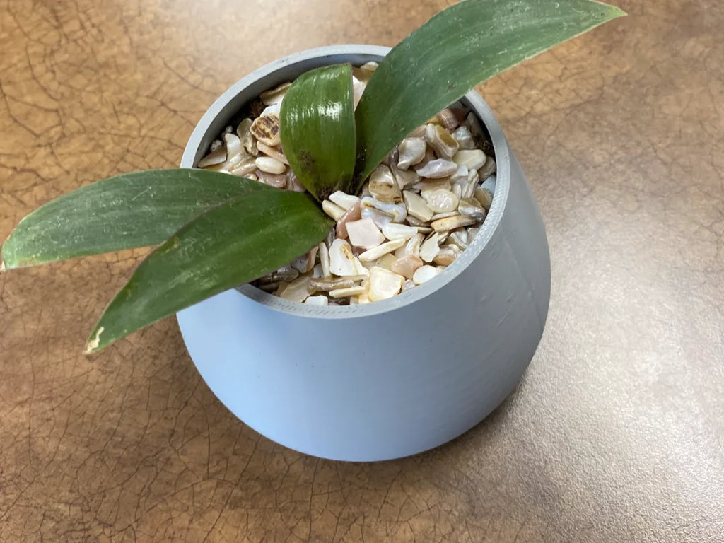 Basic Plant Pot (designer photo)