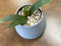 Basic Plant Pot (designer photo)