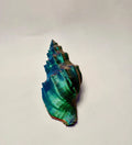 Nutmeg Sea Shell (designer photo)