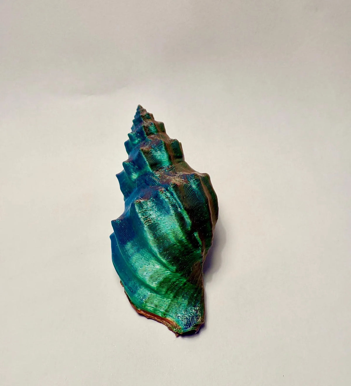 Nutmeg Sea Shell (designer photo)