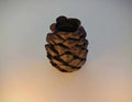 Secret Pinecone Box (designer photo)