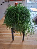Plant Stand (designer photo)