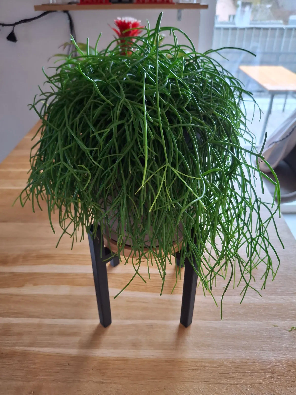 Plant Stand (designer photo)