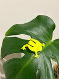 Jumping Frog (designer photo)