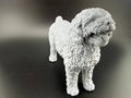 Spanish Water Dog (designer photo)