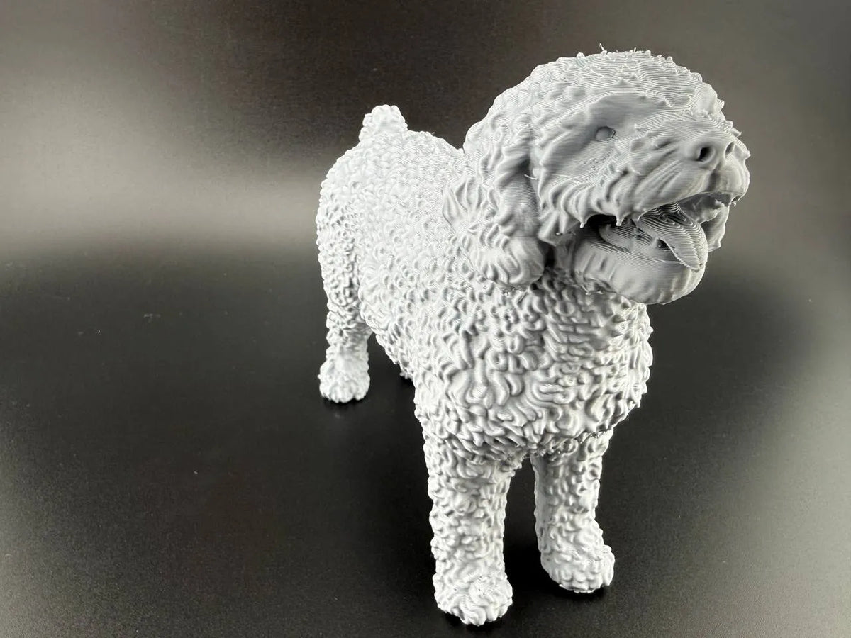 Spanish Water Dog (designer photo)