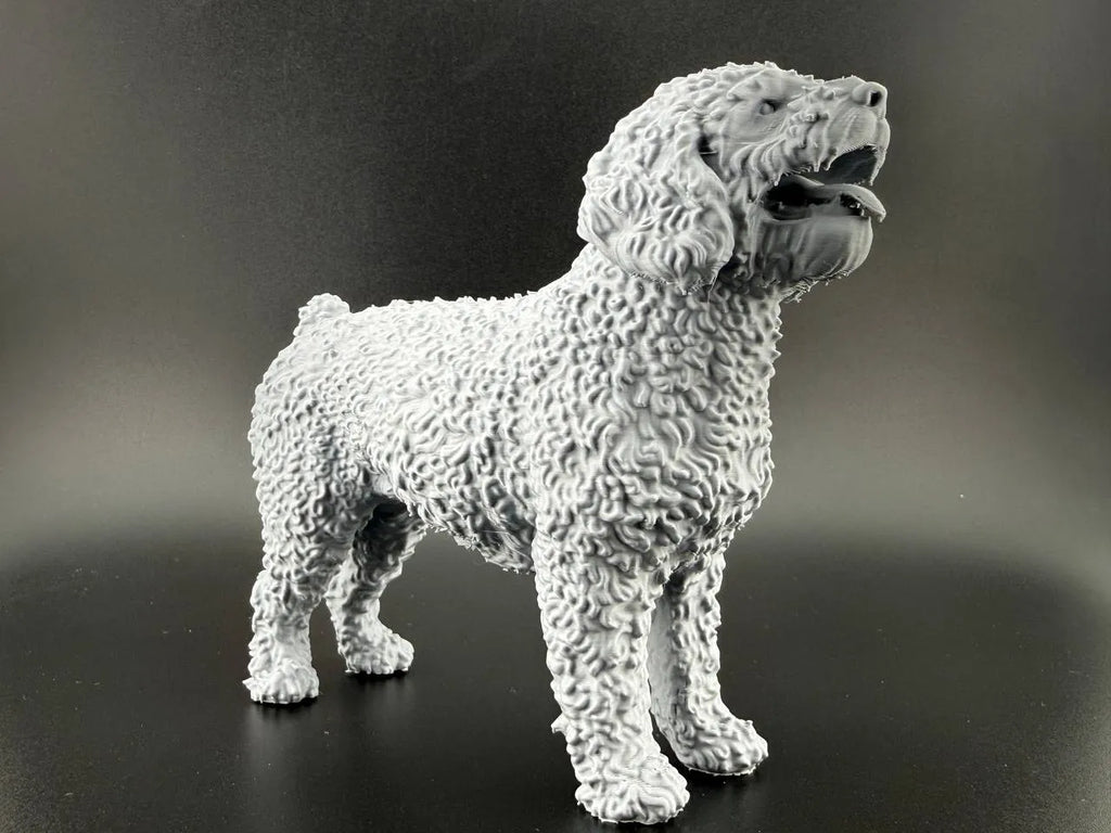 Spanish Water Dog (designer photo)