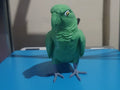 Mangrove Parrot (designer photo)