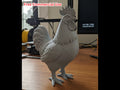 Rooster Statue (designer photo)
