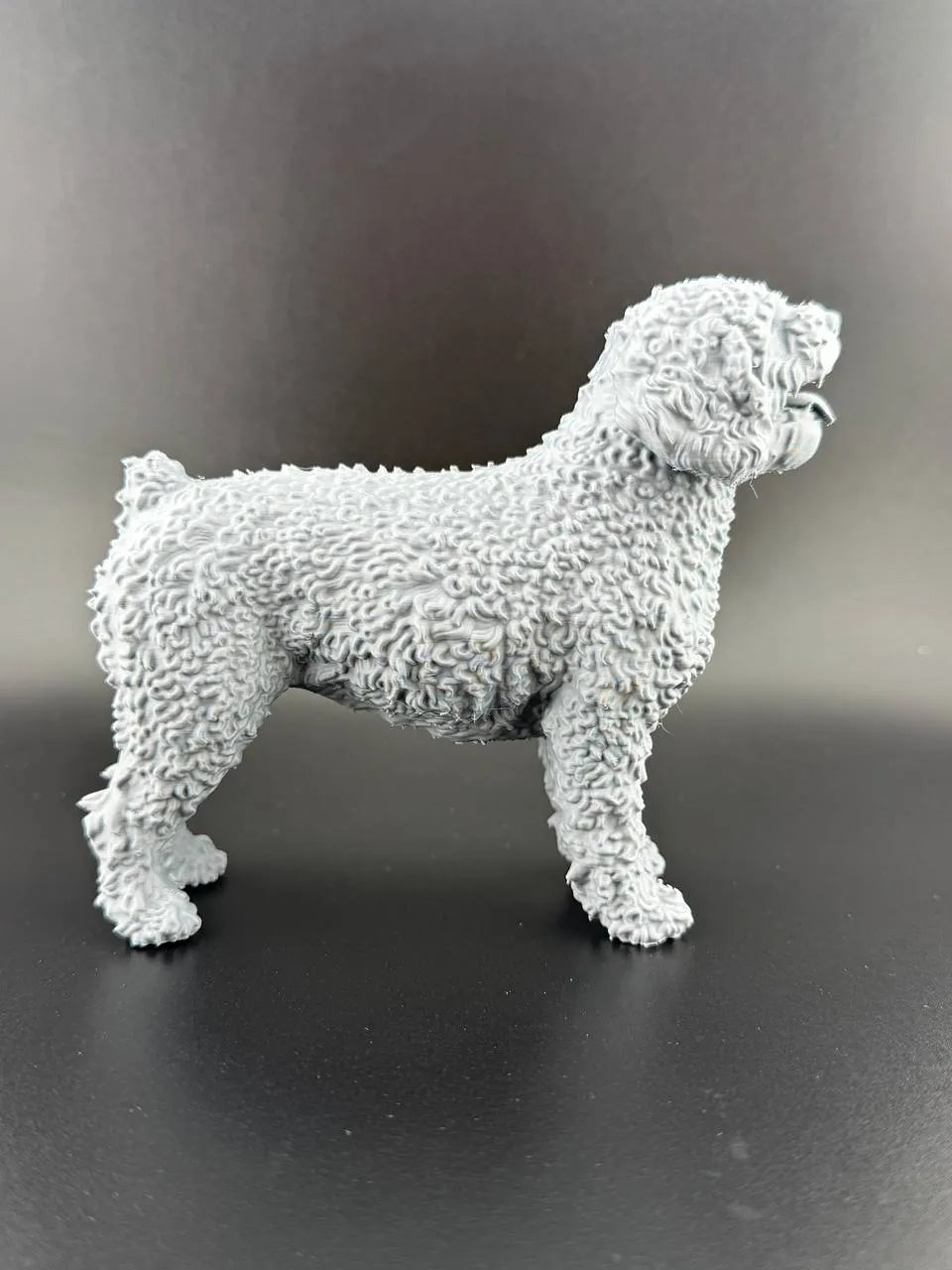 Spanish Water Dog (designer photo)